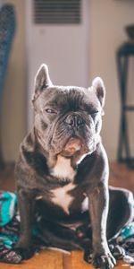 Animals,Dog,Muzzle,Sight,Opinion,Squint,Bulldog