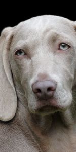 Animals,Dog,Muzzle,Sight,Opinion,Weimaraner