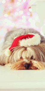 Animals,Dog,Muzzle,Sleep,Dream,Yorkshire Terrier