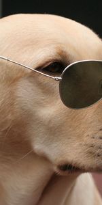 Animals,Dog,Muzzle,Spectacles,Fashionable,Glasses