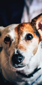 Animals,Dog,Muzzle,Spotted,Spotty,Collar