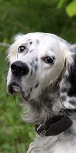 Animals,Dog,Muzzle,Spotted,Spotty,Collar