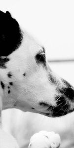 Animaux,Museau,Muselière,À Pois,Boutonneux,Dalmatien,Dalmatiens,Chien,Profil