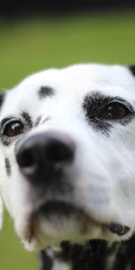 Animals,Dog,Muzzle,Spotted,Spotty,Dalmatians,Dalmatian