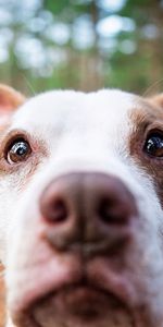 Animaux,Museau,Muselière,À Pois,Boutonneux,Nez,Chien