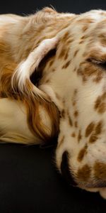 Animals,Dog,Muzzle,Spotted,Spotty,Sleep,Dream