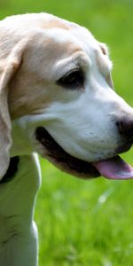 Animals,Dog,Muzzle,Stroll,Language,Tongue,Beagle