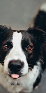 Animales,Perro,Bozal,Lengua Saliente,Lengua Pegada Hacia Fuera,Gracioso