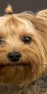 Animals,Dog,Muzzle,Yorkshire Terrier