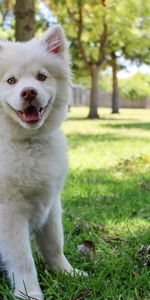 Animals,Dog,Nice,Sweetheart,Is Sitting,Sits