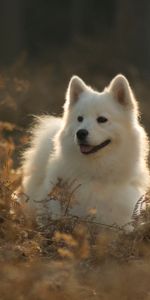 Agréable,Langue Saillante,Chien Samoyède,Le Chien De L’Année,Chéri,La Langue Est Sortie,Animaux,Chien