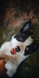 Animals,Dog,Nice,Sweetheart,Puppy