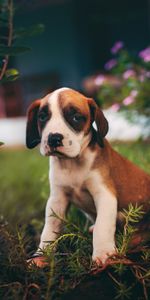 Animals,Dog,Nice,Sweetheart,Puppy,Is Sitting,Sits