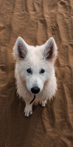 Animals,Dog,Nice,Sweetheart,Sand