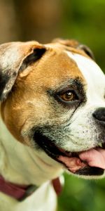 Animals,Dog,Opinion,Protruding Tongue,Tongue Stuck Out,Collar,Boxer,Sight