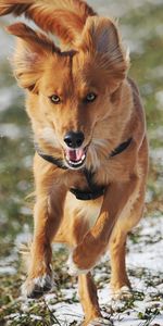 Animales,Camino,Perro,Correr,Viento,Huir