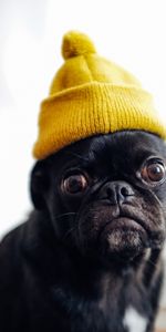 Animal Domestique,Casquette,Animaux,Le Noir,Drôle,Carlin,Chien