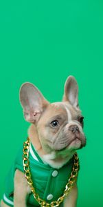 Animals,Dog,Pet,Chain,French Bulldog,Bulldog