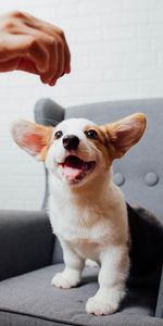 Animals,Dog,Pet,Corgi,Funny