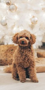 Animals,Dog,Pet,Curly,Brown,Poodle