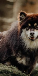 Animaux,Animal Domestique,Lapon Finlandais,Lapphund Finlandais,Chien,Drôle