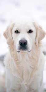 Animal Domestique,Animaux,Golden Retriever,Chien