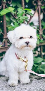 Animals,Dog,Pet,Maltese,Puppy