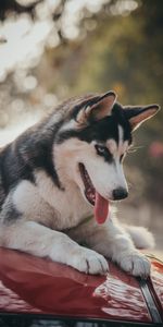 Animals,Dog,Pet,Nice,Sweetheart,Tongue Stuck Out,Protruding Tongue,Husky