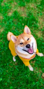 Animal Domestique,Vue,Opinion,Akita Inu,Animaux,Chien