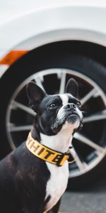 Animals,Dog,Pet,Opinion,Sight,Boston Terrier