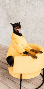 Animals,Dog,Pet,Protruding Tongue,Tongue Stuck Out,Armchair,Doberman