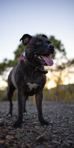 Animales,Perro,Mascota,Lengua Saliente,Lengua Pegada Hacia Fuera,Gracioso,Bull Terrier