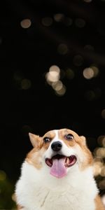 Animals,Dog,Pet,Protruding Tongue,Tongue Stuck Out,Corgi,Funny