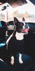 Perro,Mascota,Lengua Pegada Hacia Fuera,Animales,Lengua Saliente,Buldog,Máquina,Un Coche