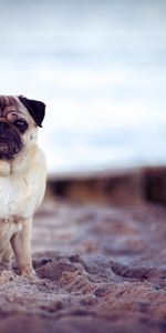 Animales,Perro,Mascota,Doguillo,Pug,Playa