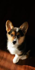 Animaux,Animal Domestique,Corgi,Chien,Chiot