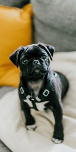 Perro,Mascota,Doguillo,Animales,Pug,Cachorro