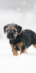 Animals,Dog,Pet,Puppy,Snow