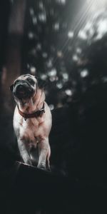 Animales,Perro,Mascota,Visión,Doguillo,Opinión,Pug,Cachorro