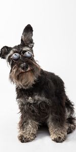 Perro,Mascota,Gafas,Animales,Schnauzer