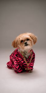 Animales,Perro,Mascota,Estilo,Cadena,Shih Tzu