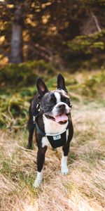 Boston Terrier,Animaux,Animal Domestique,Langue Saillante,La Langue Est Sortie,Chien