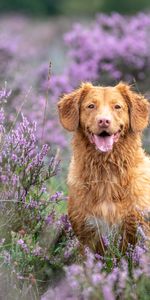 Animals,Dog,Protruding Tongue,Tongue Stuck Out,Golden Retriever,Retriever,Lavender