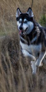 Animals,Dog,Protruding Tongue,Tongue Stuck Out,Husky,Run,Running