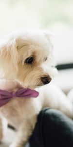 Animals,Dog,Puppy,Bow Tie,Butterfly Tie