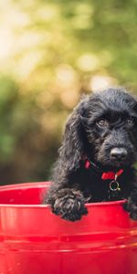 Animals,Dog,Puppy,Is Sitting,Sits,Bucket