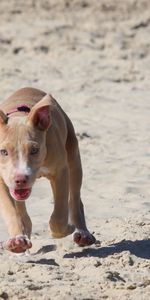 Animaux,Fuyez,Courir,Chiot,Chien,Pitbull,Sable