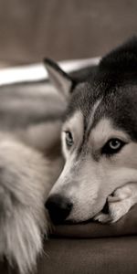 Animals,Dog,Rest,Husky,Haska,Relaxation,Sofa