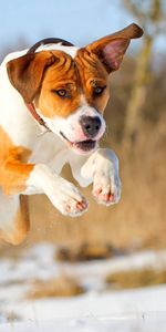 Animales,Perro,Bola,Pelota,Corriente,Correr,Amigo,Un Amigo