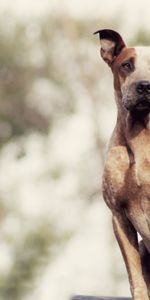 Animales,Perro,Perro Pastor,Está Sentado,Sienta